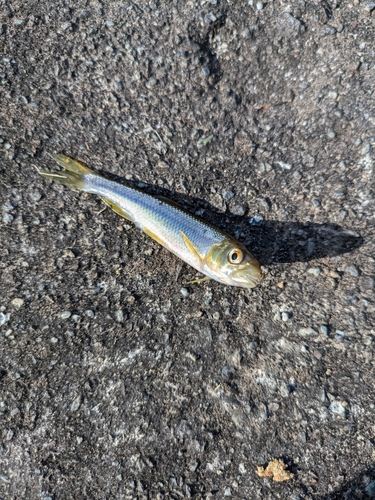 カワムツの釣果