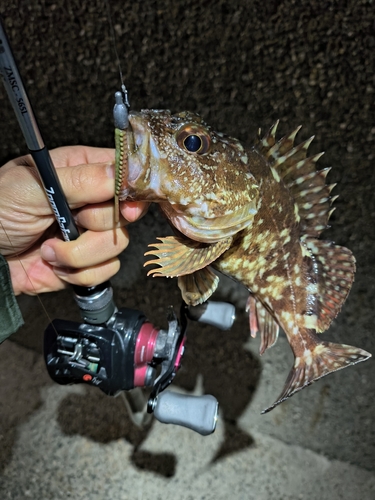 カサゴの釣果