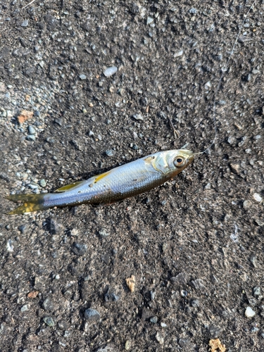 カワムツの釣果