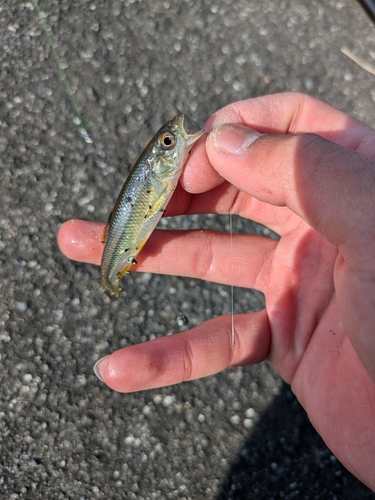 カワムツの釣果