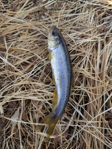 カワムツの釣果