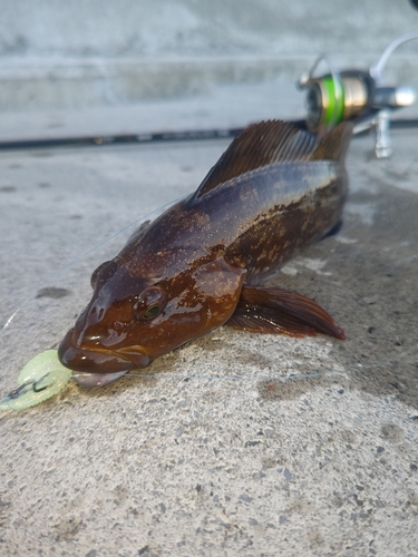 アイナメの釣果