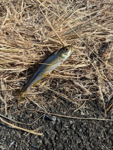 カワムツの釣果