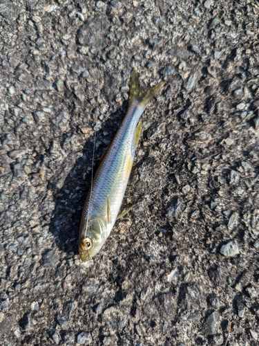 カワムツの釣果