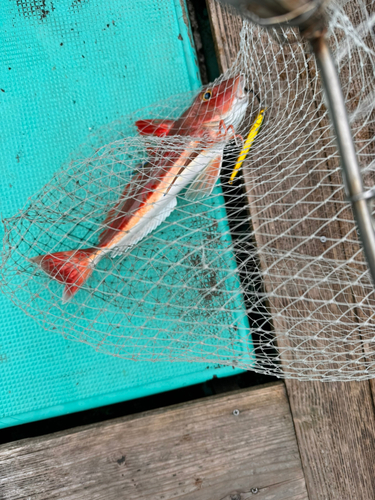 キスの釣果