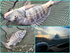 チヌの釣果