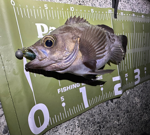 メバルの釣果