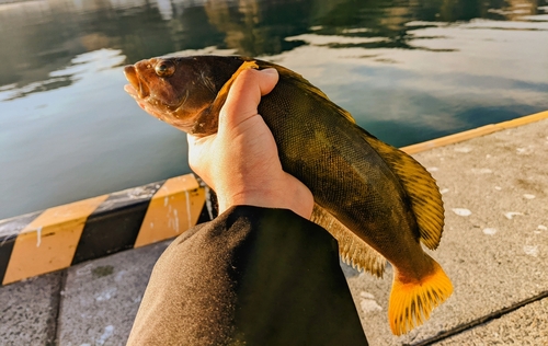 アイナメの釣果