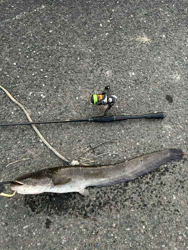 マナマズの釣果