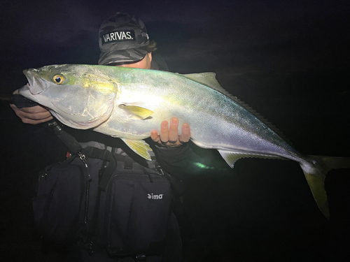 ブリの釣果