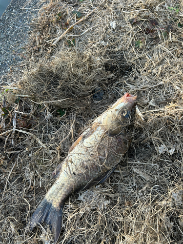 フナの釣果