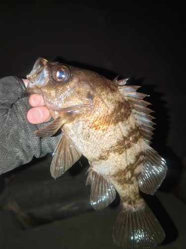 メバルの釣果