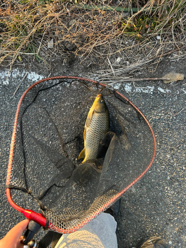 コイの釣果