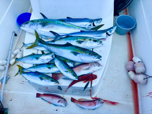 ハマチの釣果