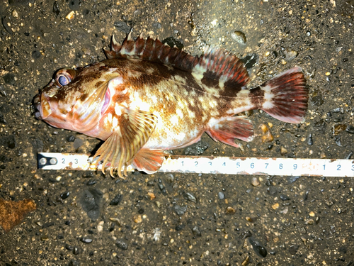 カサゴの釣果