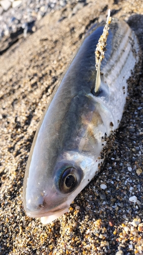 ボラの釣果