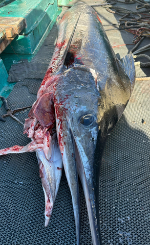 カジキの釣果