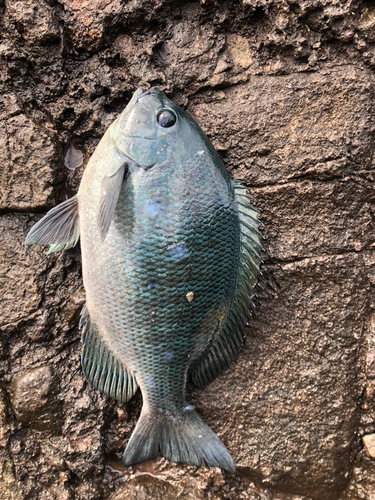 ヘダイの釣果