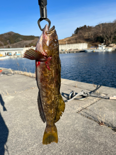 アイナメの釣果