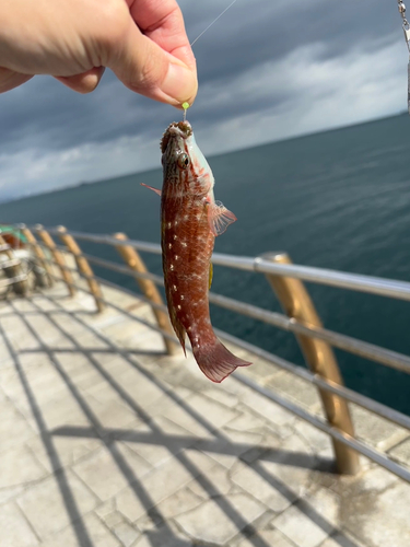 ベラの釣果