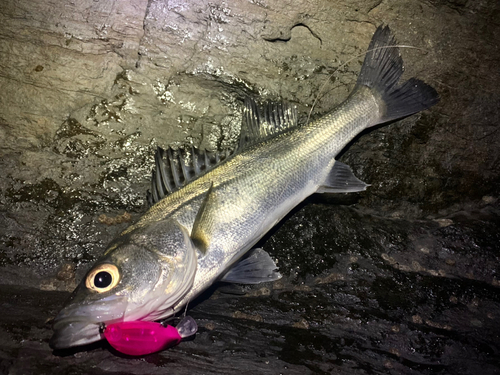 セイゴ（マルスズキ）の釣果