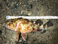 カサゴの釣果