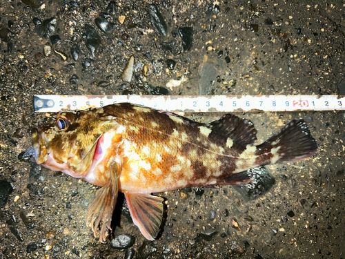 伊勢湾湾奥