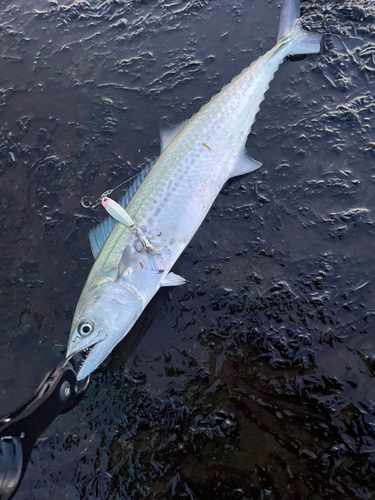 サゴシの釣果