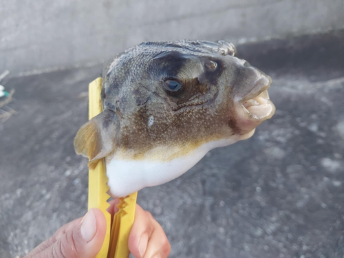 コモンフグの釣果