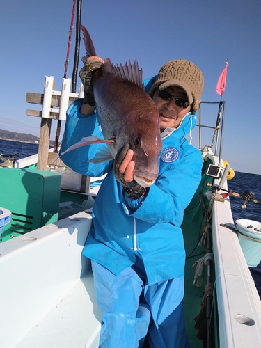 マダイの釣果