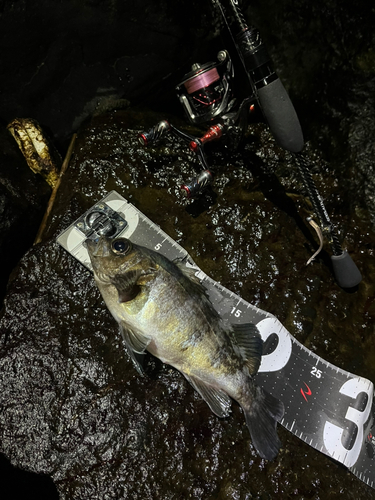 アオメバルの釣果