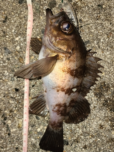 メバルの釣果