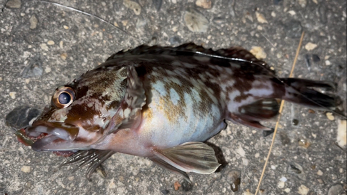 カサゴの釣果