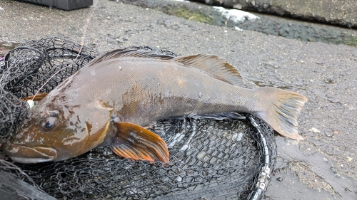 アイナメの釣果