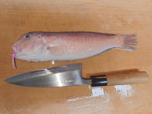 シロアマダイの釣果