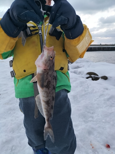 ホッケの釣果