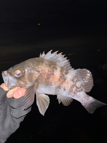 メバルの釣果