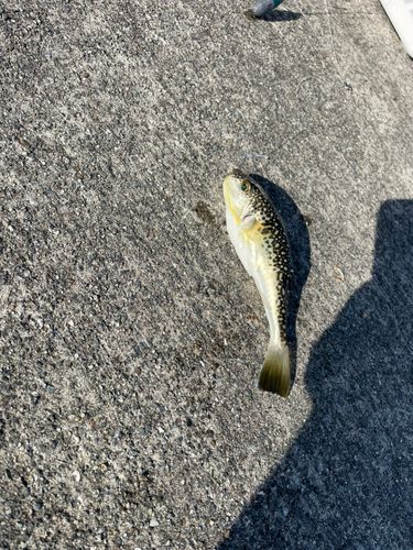 エゾイソアイナメの釣果