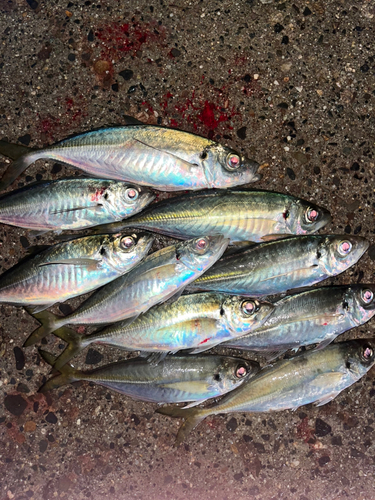 アジの釣果