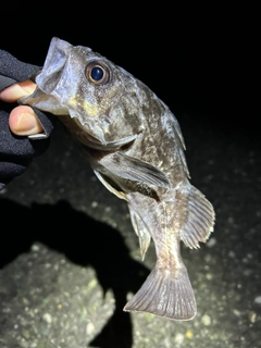 クロソイの釣果