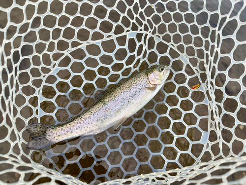 トラウトの釣果