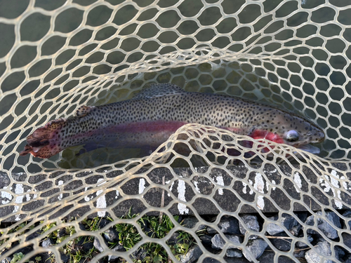 ニジマスの釣果