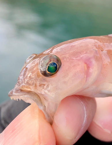 リュウグウハゼの釣果