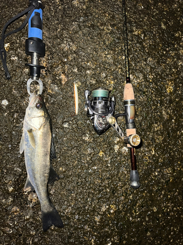 シーバスの釣果