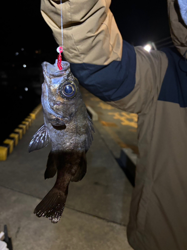 メバルの釣果