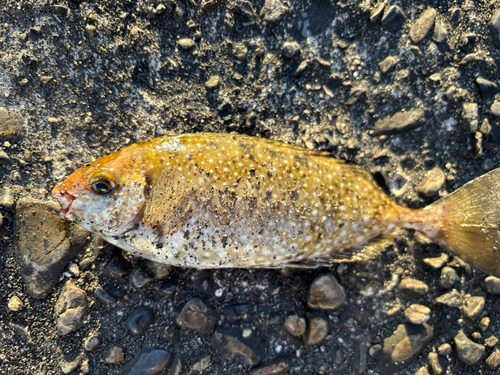 アイゴの釣果