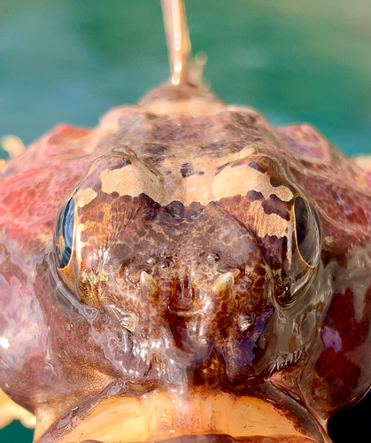 ニジカジカの釣果