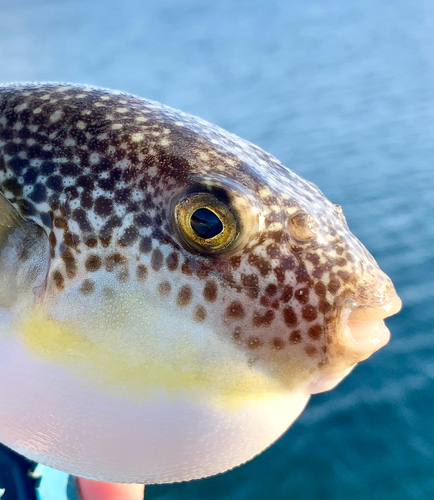 フグの釣果