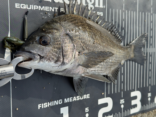 チヌの釣果