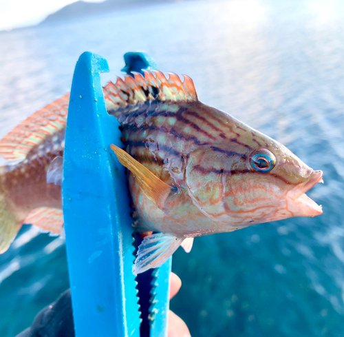 ホシササノハベラの釣果